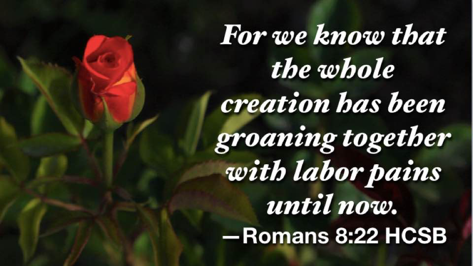 Hymn day: “We Have Heard the Joyful Sound”