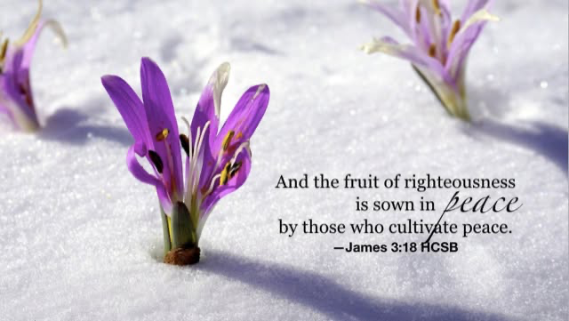 The fruit of righteousness