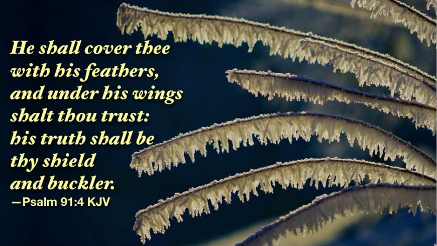 Beneath His shielding wings